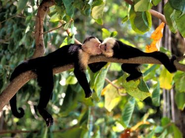 capuchin-monkeys_101_600x450