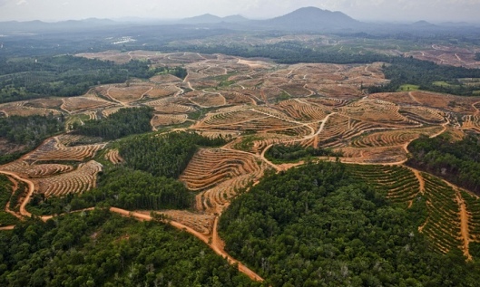 indonesia-deforestation